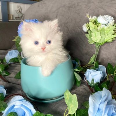 🐾5 month old Teacup Persian kitten 🐱Small cat, big fluff 👨‍👩‍👦Life is purrfect ➡️TikTok, IG, FB @purrfectpoofy