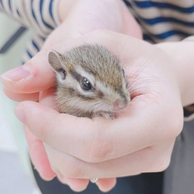 愛リスとのびのび暮らしています🐿
日々の疲れは小動物の癒やしパワーで回復しています🌟
るう🐿2019.2.🎂→2022.6🌈むう🐿2021.5🎂犬猫も好きですが特にげっ歯類大好き🌼無言フォロー失礼いたします🙏最近はいいね！RTばかりですみません🥲