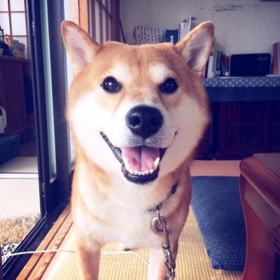 はるのすけ(10歳★12㌔)のおかあさんが呟きます(* ॑꒳ ॑* )⋆* #柴犬/ #shibainu/ #shiba/ #dog/ #日本/ #japan /画像の無断転載はご遠慮ください。