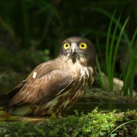 M中 (@mnaka_kyoto) Twitter profile photo