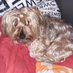 Angie&Lucy*wuff*🐶🏳️🌈(🦠📱) (@woelfin77) Twitter profile photo Angie&Lucy*wuff*🐶🏳️🌈(🦠📱) (@woelfin77) Twitter profile photo
