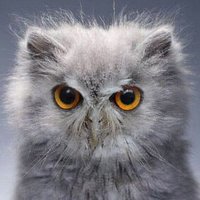 วิหคผู้นับวิฬาร์🦉🐱 (@nokcountmeow) 's Twitter Profile