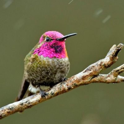 マディソンパーク　ハチドリ インディアナポリス動物園、絶滅危惧種ノドアオハチドリの保護に