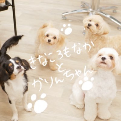 ぼくらのまいにち🐾きなころもなかとかりんちゃん🐾 🐶きなこ(マルプー 11/15 1才半♂)🐶もなか(キャバマル 5/7 １才♂)🐶ころも(キャバチワ 11/7 ６ヶ月♂)🐶かりん(チワプー 12/6 ５ヶ月♀)