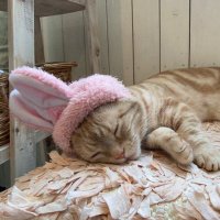 ［りかこ］ (@jagariko_1010) Twitter profile photo