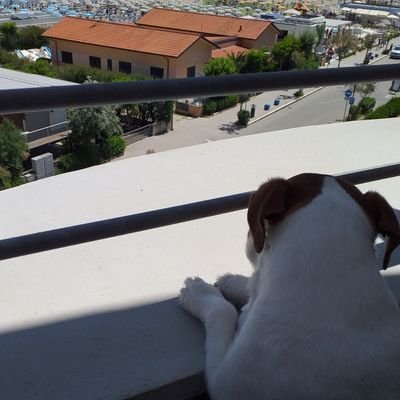 GiancarloDEMa11's profile picture. 