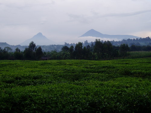 Growing some of the world's finest tea at Rwanda's first Rainforest Alliance certified estate.