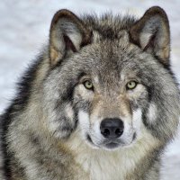 schleckerer (@schleckerer) 's Twitter Profile