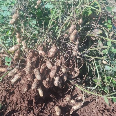 siremast's profile picture. 