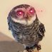 RAPTOR🦉 (@raptor0101) Twitter profile photo RAPTOR🦉 (@raptor0101) Twitter profile photo