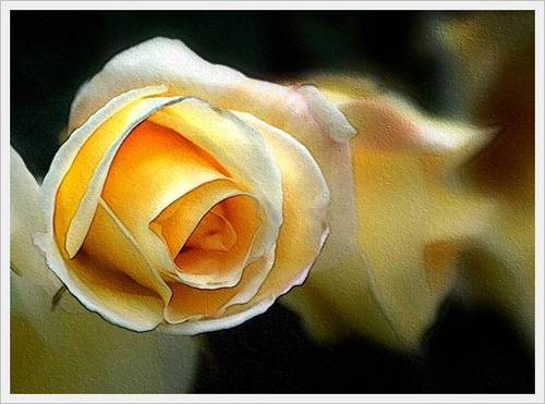 YPawan79's profile picture. 