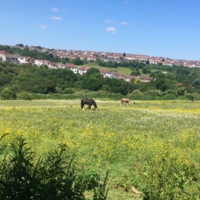 the campaign to save the ecologically important species rich green space known as Novers Hill/The Novers from development. retweet ≠ endorsement