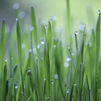 マカラ (@akuunhoshi) 's Twitter Profile Photo