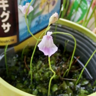 今は食虫植物とＧ系ラーメン。色々手を出して全部身にならないタイプ…近々食虫植物も（ｫ　そして2025年　３月クワカブ復帰しました(笑)

台湾万歳

六四天安門