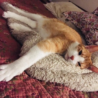 HollyGoGoLitely's profile picture. Jesus. the Rev. William Barber, Cornel West. Chris Hedges. And all those fighting for love & peace for all humans and all other species who are oppressed.