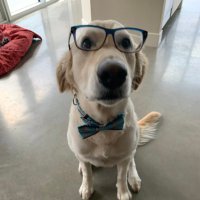 Educated Golden Retriever(@EducatedGolden) 's Twitter Profile Photo