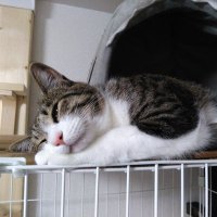 ぎんのねこ (@ginnonekoch) 's Twitter Profile