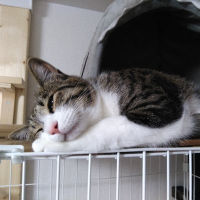 ぎんのねこ (@ginnonekoch) / X