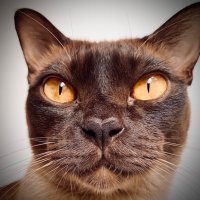 PrinceHenry_theBurmeseCat 🇦🇺(@theburmesecat) 's Twitter Profile Photo