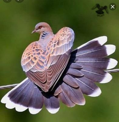 alqumri0's profile picture. إن الله معي إن أثقلني الكتمان يوماً ما "