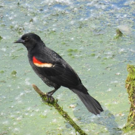 TomSwit2's profile picture. Michigan Nature and Outdoors