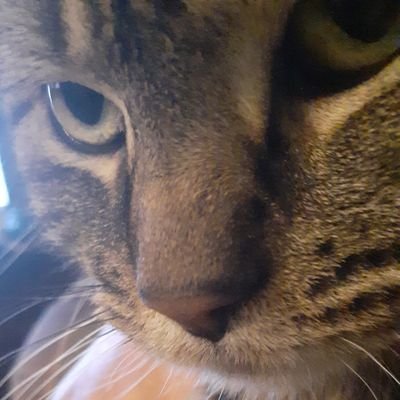 danielloven's profile picture. Minnesota Democrat.  My US Rep, Michelle @RepFischbach, is a seditious traitor to the USA.  I love movies 🎬 & cats 🐈.  DM=INSTANT BLOCK. 🇺🇸🌊🇺🇸🌊🇺🇸