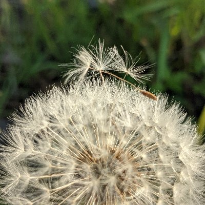 HeinzeUly's profile picture. verdiene mein Geld als psychologische Psychotherapeutin, lebe mein Leben mit Familie, genieße die Gesellschaft von Hund und Saxophon