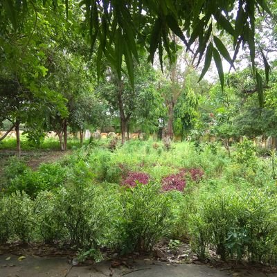 Shashwa57865483's profile picture. 