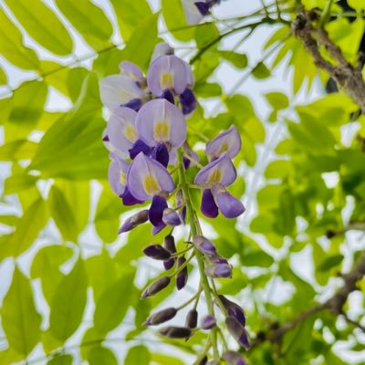 お気楽気ままな普段着物趣味備忘録部屋。大体週1ペース。
アンティーク、古着、現代物、ハンドメイド、和洋折衷色々好き。
✖転載、AI学習禁止✖