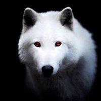 white wolf(@white_wolf100) 's Twitter Profile Photo