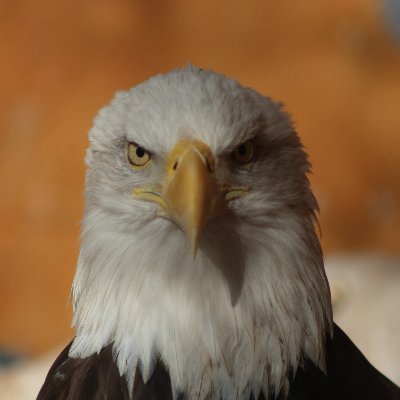 ChrisCa48913650's profile picture. Military Veteran (USMC), Training Specialist, Virtual Instructor, and Instructional Designer. Passionate about STEM Education Programs, and life long learner.