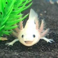 Axolotl of the day(@axolotl_off) 's Twitter Profile Photo