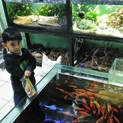 Ds Ikan Hias On Twitter Baru Saja Mengirim Video Farm Ds Louhan Ikan Hias Https T Co Lzjz7hcgey