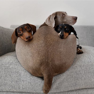 “Dachshund” is a German word meaning “badger dog,” and the breed’s German history goes back some 600 years.