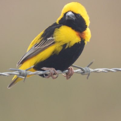 Portuguesroots's profile picture. Portugal’s bird & wildlife deserves celebration & sharing. It’s politics & culture too - with fondness for poetry