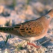 https://t.co/jQVvncHNR3  اتحفونااا