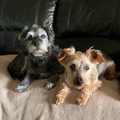 trishrebel's profile picture. Animal rescue, Adopt An Older Dog, also Older Child Adoption in the UK and campaigning to #ENDBSL in the UK.