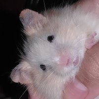 🐹hamster ball🐹(@yourfurball) 's Twitter Profile Photo
