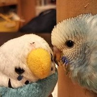 びっけ (@sapoinko12) 's Twitter Profile Photo