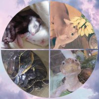 プー助☆ペット (@p_suke_pet) 's Twitter Profile