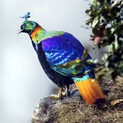 सच्चा हिंदुस्तानी- दिल से, दिमाग से और खून से..
हिमाचली -- अंदर से और बाहर से भी..
जो फॉलो करेगा, उसे #फॉलो_बैक 100% मिलेगा।