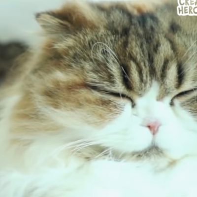 cucudvd's profile picture. (*^ω^*)