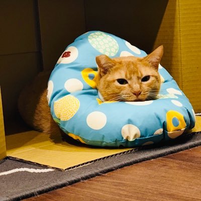 mamazako2's profile picture. 媽媽給我十塊🤤🇹🇼🇯🇵🇺🇸 女性向けゲーム好き🖤日本語勉強中🤓 成人済み 無言フォロー失礼します🙇🏻‍♀️