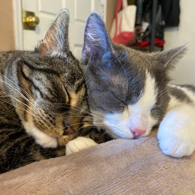 @katskitties.bsky.social Gus is a ~12 year old master of the #buttpurr. Echo is a ~6 year old pro bug hunter. We miss Tycho 🌈(~2001-2019).