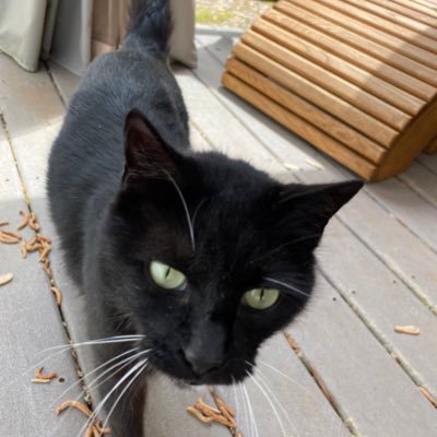 uttermenace's profile picture. 