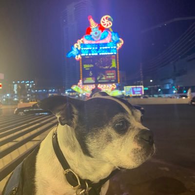 Las Vegas living from a dog POV. I have a lil brother named Carl- follow for Las Vegas updates, events & other bs