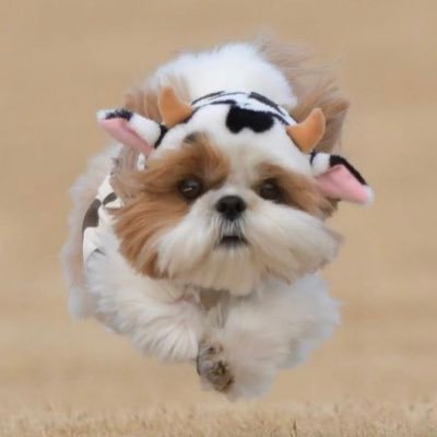 irischooo's profile picture. prettiest descendant of Zhu Xi🫶