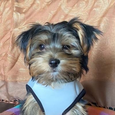 yorkiemari's profile picture. ヨークシャーテリア(ヨーキー)マリの成長記録です。
２０２０年１１月１７日生まれの男の子です。

成長を経て、マリがどんな美男犬に成長するのか、見守ってください。
youtubeチャンネル「ヨークシャーテリアのマリ」もよろしくお願いします。

２０２２年春より、豆柴のリンとポメラニアンのモンローも加わりました。