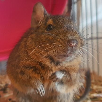 we ar Fambely of degus. scully, snufkin, little my, ripley. lentil otrb 25.11.21 🌈⭐♥️
https://t.co/Aha6hn8c6R / https://t.co/TlB3jyHRvS