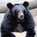 貴方のリプ欄によく出没する熊🐻(151体目)🌈🕒🎁❤️ (@151_Mireniamu) Twitter profile photo